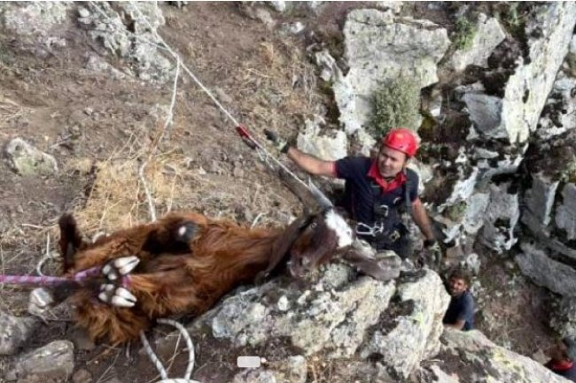 DAĞLIK ALANDA 10 GÜNDÜR MAHSUR KALAN KEÇİLER KURTARILDI