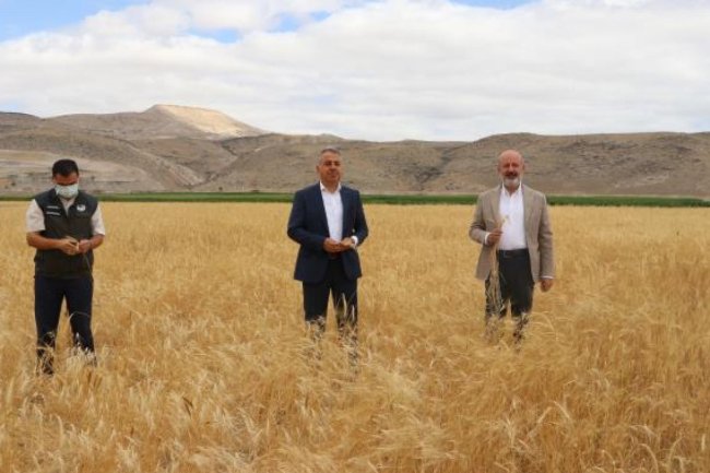 ATA YADİGARI GACER BUĞDAYININ EKİM ALANI GENİŞLETİLECEK