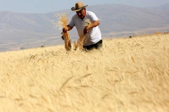 DEVELİ DE GACER HASADI YAPILDI