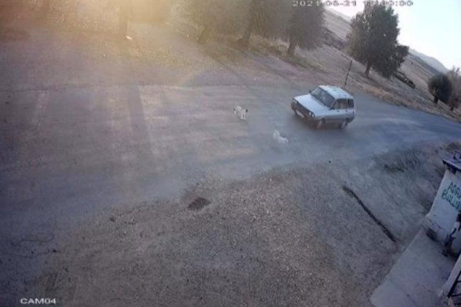 HAYVANLARI ARAÇLARIN ALTINDA KALAN MAHALLELİ YOLA KASİS İSTİYOR