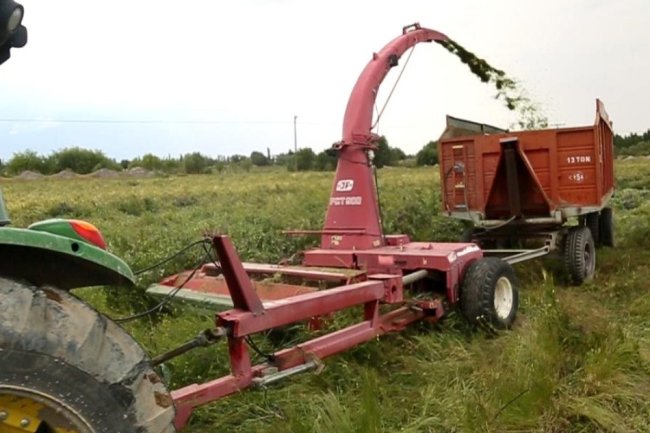 SIĞIR BESİCİLİĞİNDE UCUZ VE EN ÖNEMLİ KABA YEM KAYNAĞI MISIR SİLAJI OLDU
