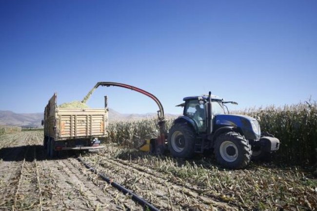 KAYSERİ DE SİLAJLIK MISIR ÇİFTÇİNİN YÜZÜNÜ GÜLDÜRÜYOR