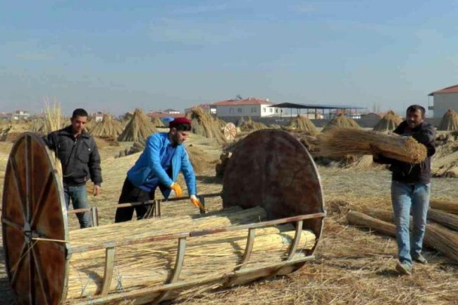 İŞÇİLERİN ZORLU 'KAMIŞ' MESAİSİ