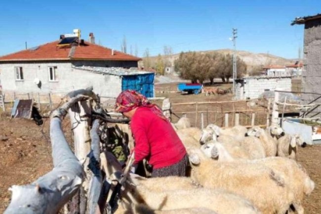 BÜYÜKKILIÇ'IN PROJESİ İLE KOYUN SAYISI ARTTI, MERALAR ŞENLENDİ