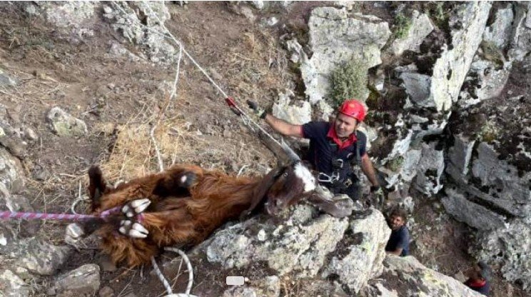 DAĞLIK ALANDA 10 GÜNDÜR MAHSUR KALAN KEÇİLER KURTARILDI