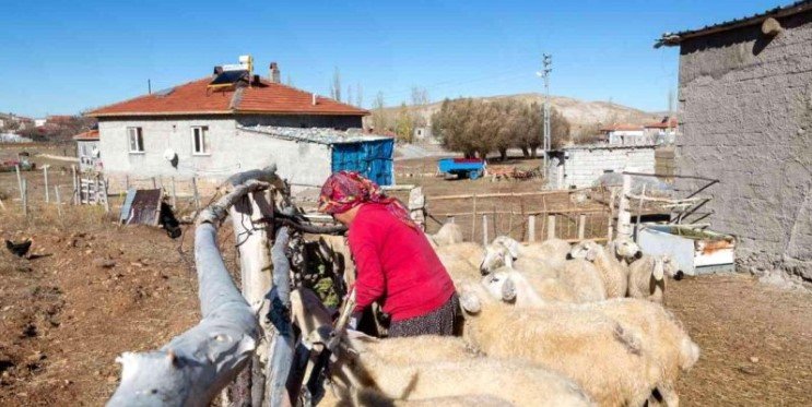 BÜYÜKKILIÇ'IN PROJESİ İLE KOYUN SAYISI ARTTI, MERALAR ŞENLENDİ